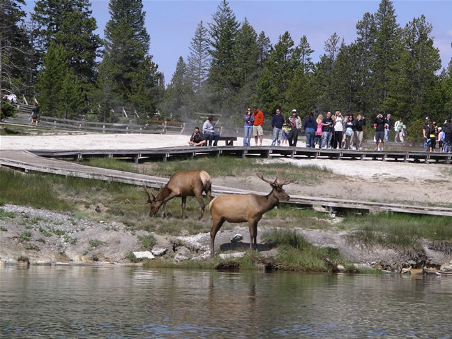 images/B-Elk in Wes Thumb Geyser Basin (1).jpg